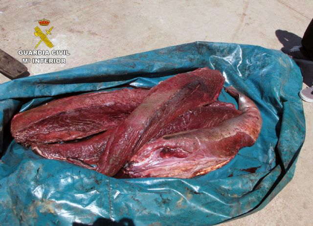 La Guardia Civil decomisa en Cartagena más de 50 kilos de atún robo capturado ilícitamente - 5, Foto 5