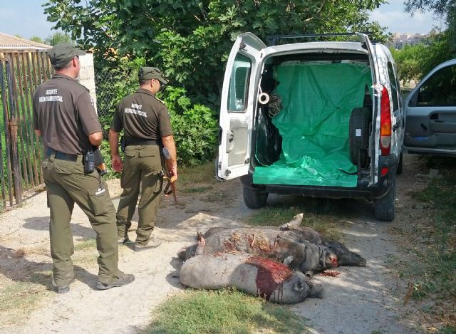 Medio Ambiente advierte sobre el abandono indiscriminado de los cerdos vietnamitas adquiridos como mascotas - 1, Foto 1