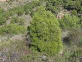 Medio Ambiente inicia el proyecto europeo LIFE para preservar los bosques de ciprés de Cartagena