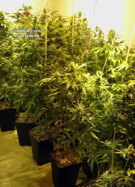 La Guardia Civil desmantela tres invernaderos de marihuana con ms de medio millar de plantas, Foto 3