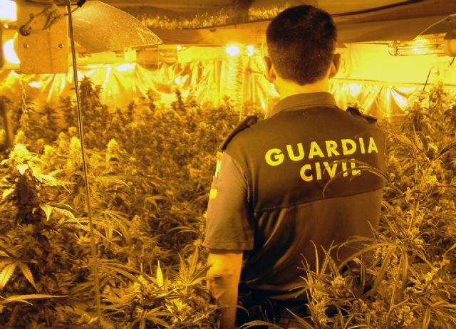 La Guardia Civil desmantela tres invernaderos de marihuana con ms de medio millar de plantas, Foto 4