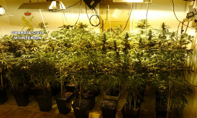 La Guardia Civil desmantela tres invernaderos de marihuana con ms de medio millar de plantas, Foto 6