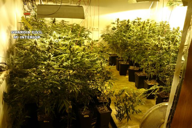 La Guardia Civil desmantela tres invernaderos de marihuana con ms de medio millar de plantas, Foto 7
