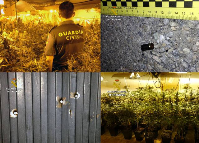 La Guardia Civil desmantela tres invernaderos de marihuana con ms de medio millar de plantas, Foto 8