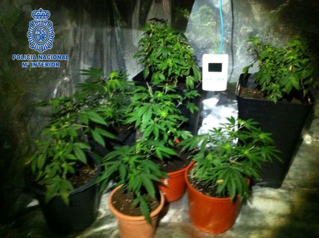 La Policía Nacional desmantela una plantación de marihuana en Rincón de Seca - 1, Foto 1