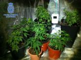 La Polica Nacional desmantela una plantacin de marihuana en Rincn de Seca