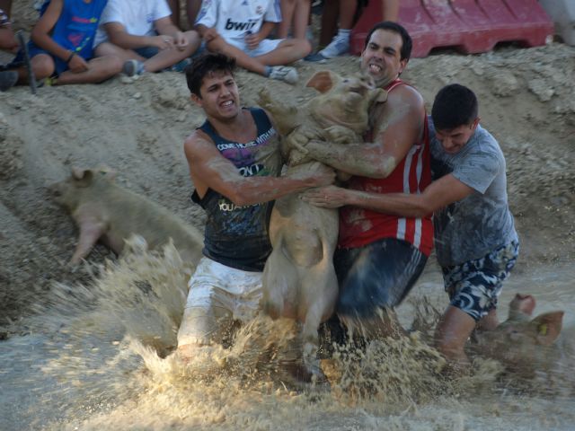 La captura del cerdo en el barro enfila mañana la recta final de las fiestas patronales de Ceutí - 1, Foto 1