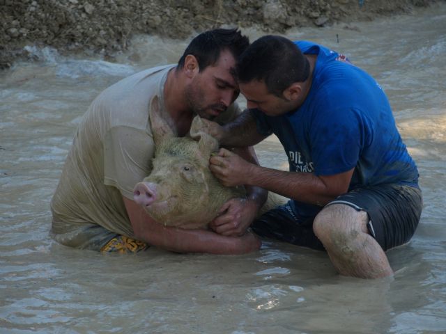 La captura del cerdo en el barro enfila mañana la recta final de las fiestas patronales de Ceutí - 2, Foto 2