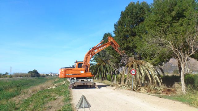 La CHS elimina un millar de palmeras afectadas por el picudo rojo entre Murcia y Guardamar - 1, Foto 1