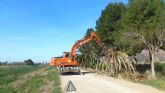 La CHS elimina un millar de palmeras afectadas por el picudo rojo entre Murcia y Guardamar