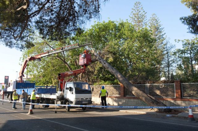Es necesario revisar el estado del arbolado de nuestros parques para evitar accidentes - 1, Foto 1