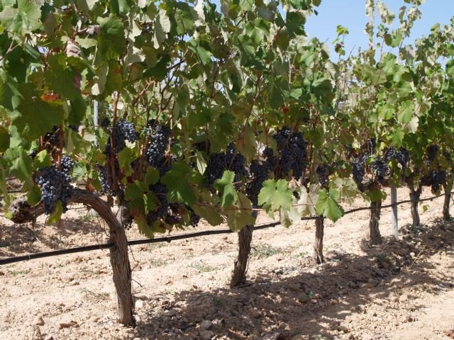 El IMIDA estudia nuevas variedades de uva para vinificación resistentes a dos de las enfermedades más perjudiciales para este cultivo - 1, Foto 1