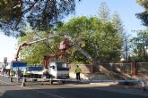 'Es necesario revisar el estado del arbolado de nuestros parques para evitar accidentes'