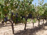 El IMIDA estudia nuevas variedades de uva para vinificación resistentes a dos de las enfermedades más perjudiciales para este cultivo