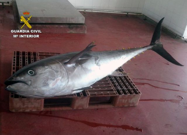 La Guardia Civil decomisa en Portman un atún rojo de 75 kilos capturado ilícitamente - 1, Foto 1