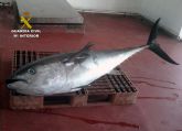 La Guardia Civil decomisa en Portman un atún rojo de 75 kilos capturado ilícitamente