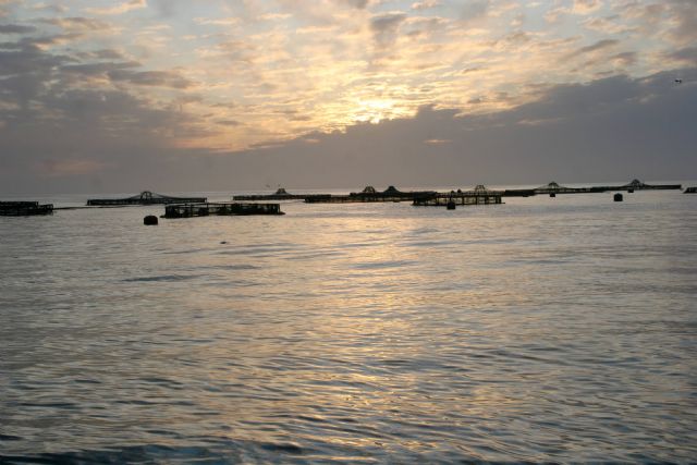 Agricultura estudia cómo optimizar el método de sacrificio de peces marinos para cumplir con la reglamentación europea - 1, Foto 1