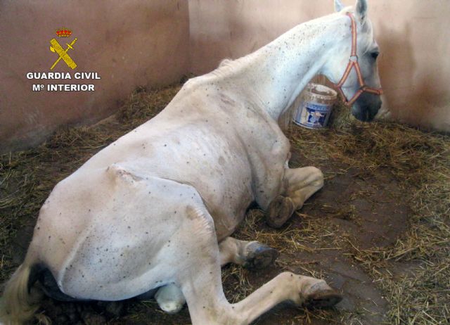 La Guardia Civil inmoviliza cuarenta caballos desnutridos en una explotación equina en Mula - 3, Foto 3