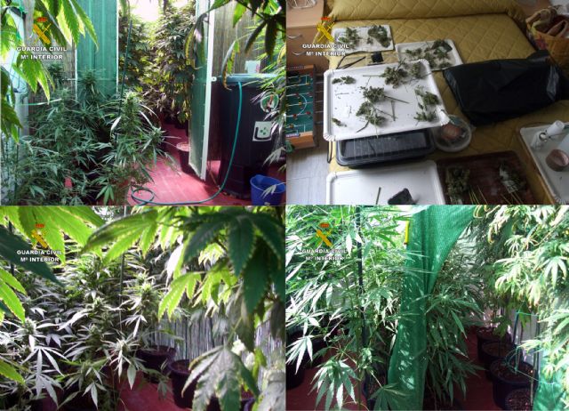 La Guardia Civil desmantela un invernadero intensivo de marihuana en un domicilio de Pliego - 2, Foto 2