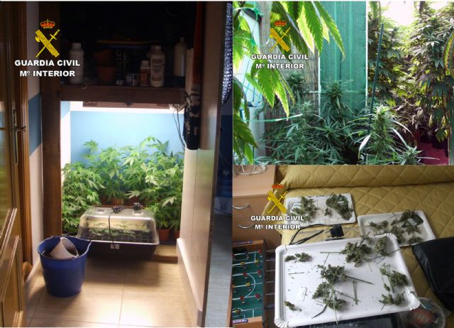 La Guardia Civil desmantela un invernadero intensivo de marihuana en un domicilio de Pliego - 4, Foto 4