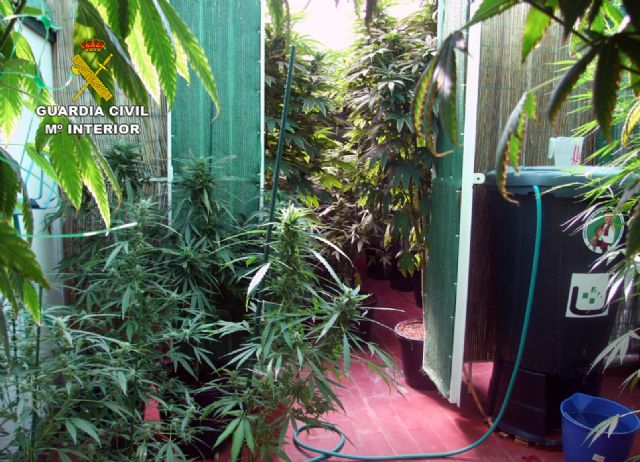 La Guardia Civil desmantela un invernadero intensivo de marihuana en un domicilio de Pliego - 5, Foto 5