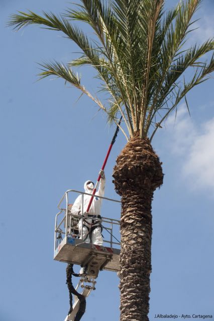 Jardines consigue reducir la muerte de palmeras afectadas por el picudo rojo - 2, Foto 2