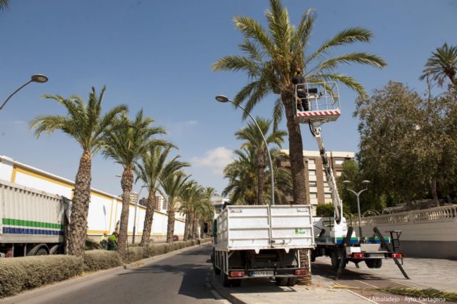 Jardines consigue reducir la muerte de palmeras afectadas por el picudo rojo - 3, Foto 3