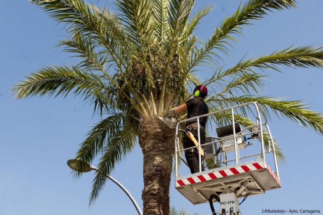 Jardines consigue reducir la muerte de palmeras afectadas por el picudo rojo - 4, Foto 4
