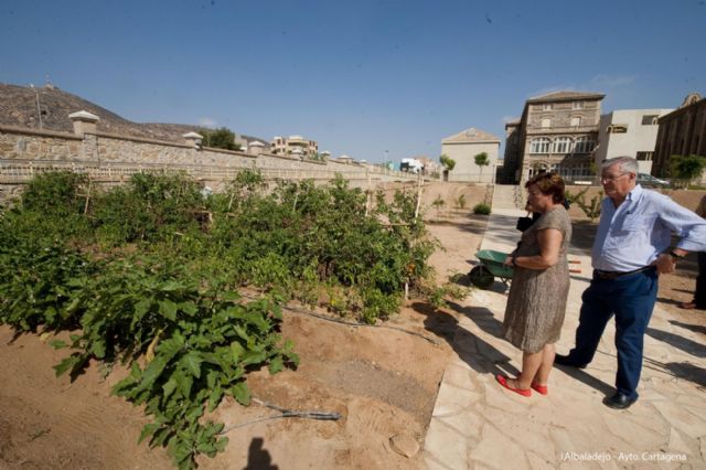 Los mayores del Asilo ya disfrutan de su huerto urbano - 4, Foto 4