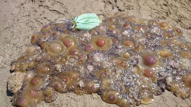 SPCT denuncia que una invasión de medusas impide el baño en Los Nietos - 1, Foto 1