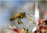 Agricultura propone a Bruselas una ayuda adicional para los apicultores por contribuir a preservar la flora protegida
