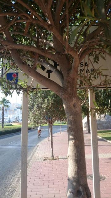 SPCT denuncia la falta de visibilidad del cartel informativo de la Cuesta del Batel - 1, Foto 1