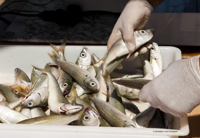 1.700 piezas y 176 kilos en el VIII Open Nacional de Pesca Cristo de Medinaceli - 2, Foto 2