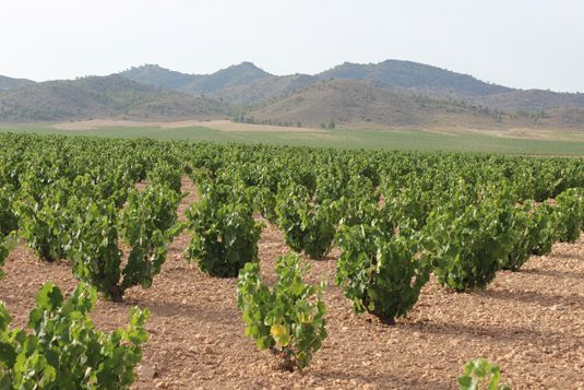 Comienza la vendimia 2014 en Jumilla - 1, Foto 1