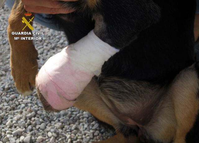 La Guardia Civil imputa a un septuagenario por colocar cepos que causaron lesiones a dos perros de su vecina, Foto 6