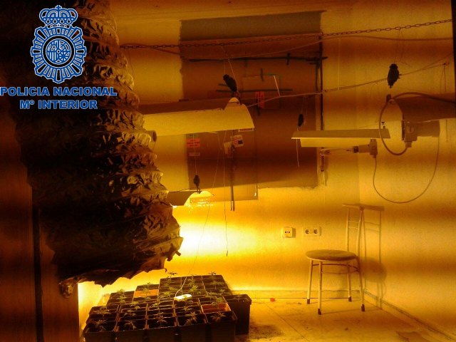 La Policía Nacional combate también el pequeño tráfico de estupefacientes desmantelando una pequeña plantación de marihuana en una casa deshabitada - 1, Foto 1