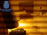 La Polica Nacional combate tambin el pequeño trfico de estupefacientes desmantelando una pequeña plantacin de marihuana en una casa deshabitada