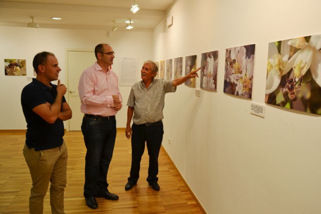 Juan Hernández Calvo presenta en Águilas una exposición fotográfica sobre abejas - 3, Foto 3