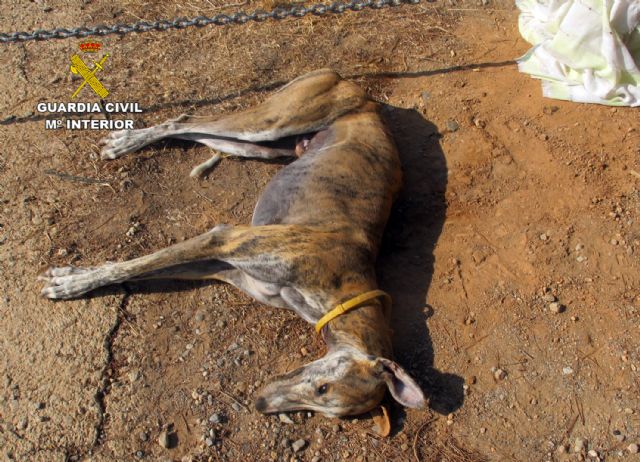 La Guardia Civil imputa a un colombicultor por envenenar perros con raticidas - 1, Foto 1
