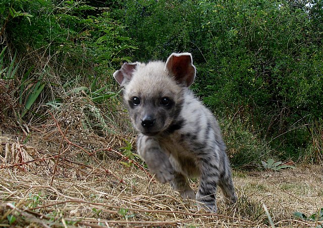 Los expertos de Terra Natura Murcia crían a dos hienas a biberón para que sobrevivan - 1, Foto 1