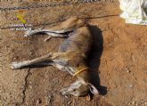La Guardia Civil imputa a un colombicultor por envenenar perros con raticidas