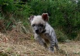 Los expertos de Terra Natura Murcia crían a dos hienas a biberón para que sobrevivan