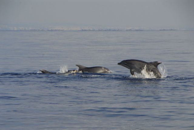 ANSE estudia el uso de las granjas de acuicultura por los delfines mulares - 1, Foto 1
