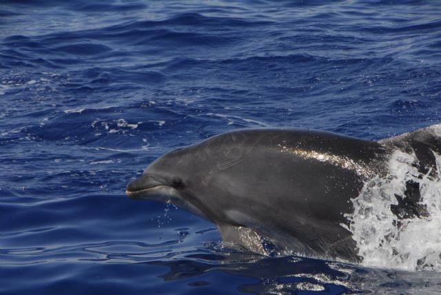 ANSE estudia el uso de las granjas de acuicultura por los delfines mulares - 3, Foto 3