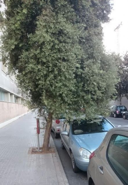 SPCT demanda la poda de los árboles de la calle Jacinto Benanvente - 1, Foto 1
