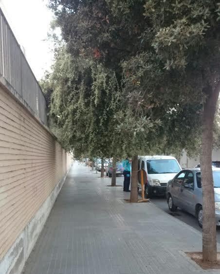 SPCT demanda la poda de los árboles de la calle Jacinto Benanvente - 2, Foto 2