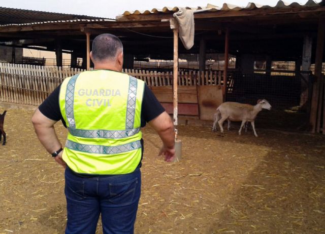 La Guardia Civil desmantela un 'clan familiar' dedicado a la sustracción de corderos en Fuente Álamo - 1, Foto 1