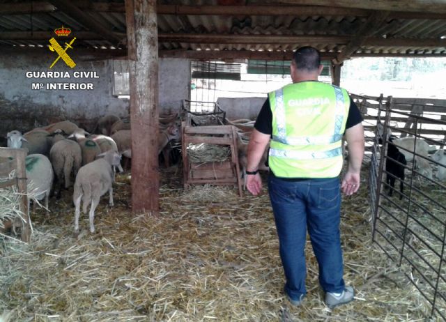 La Guardia Civil desmantela un 'clan familiar' dedicado a la sustracción de corderos en Fuente Álamo - 2, Foto 2