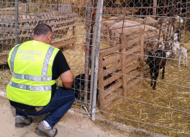 La Guardia Civil desmantela un 'clan familiar' dedicado a la sustracción de corderos en Fuente Álamo - 3, Foto 3
