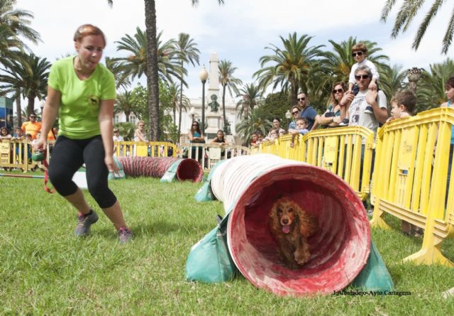 Cientos de cartageneros se sumaron a la celebración del Día sin Coches - 2, Foto 2